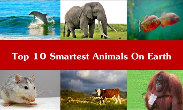 Cleverest Animals In The World