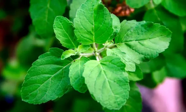 Benefits of Tulsi leaves